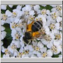 Andrena denticulata - Sandbiene w01.jpg